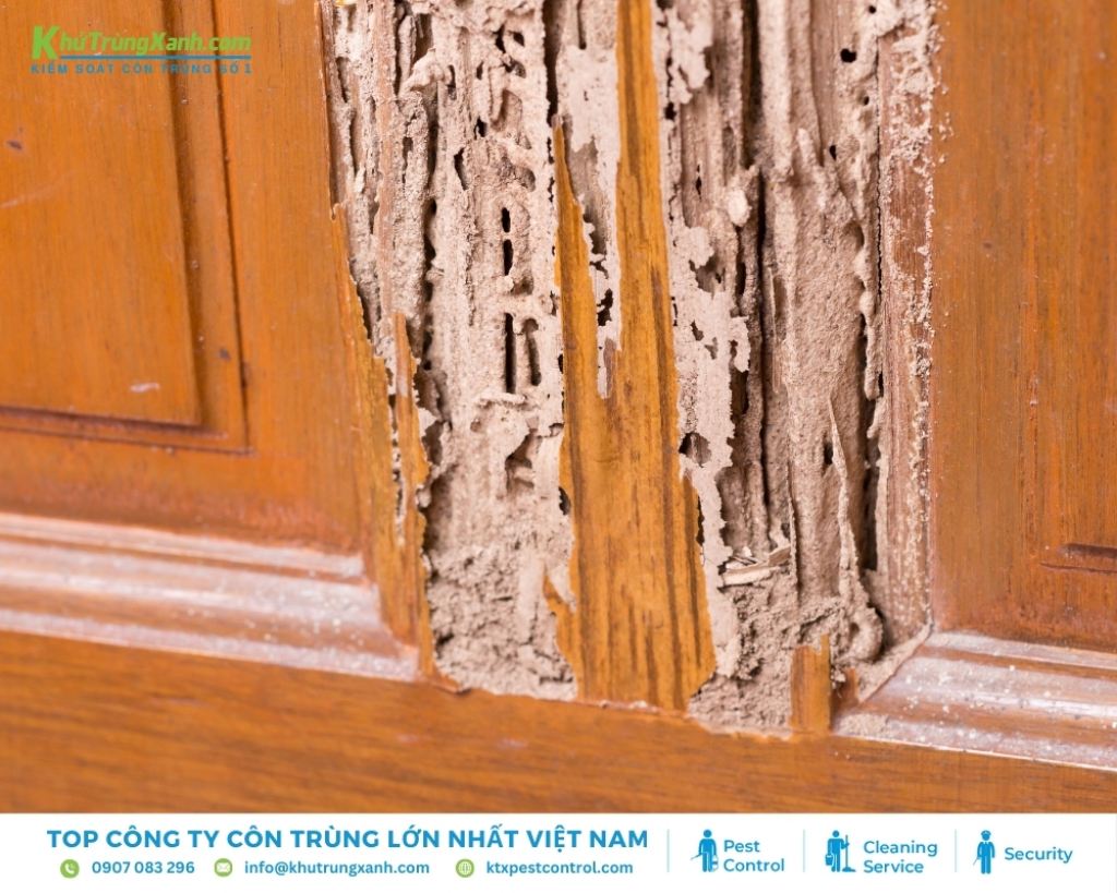 Các lưu ý quan trọng phòng ngừa mối mọt quay lại tấn công nhà cửa