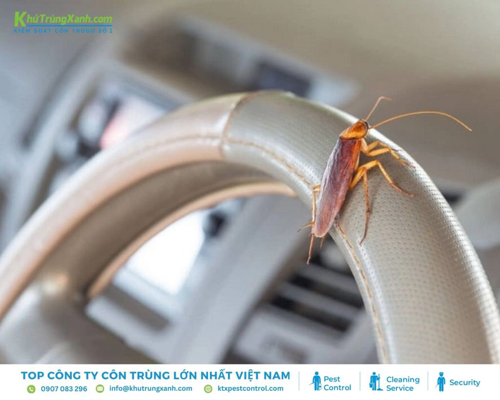 Gián có thể trú ẩn dưới thảm sàn, đặc biệt là ở những vị trí ẩm ướt trên xe ô tô