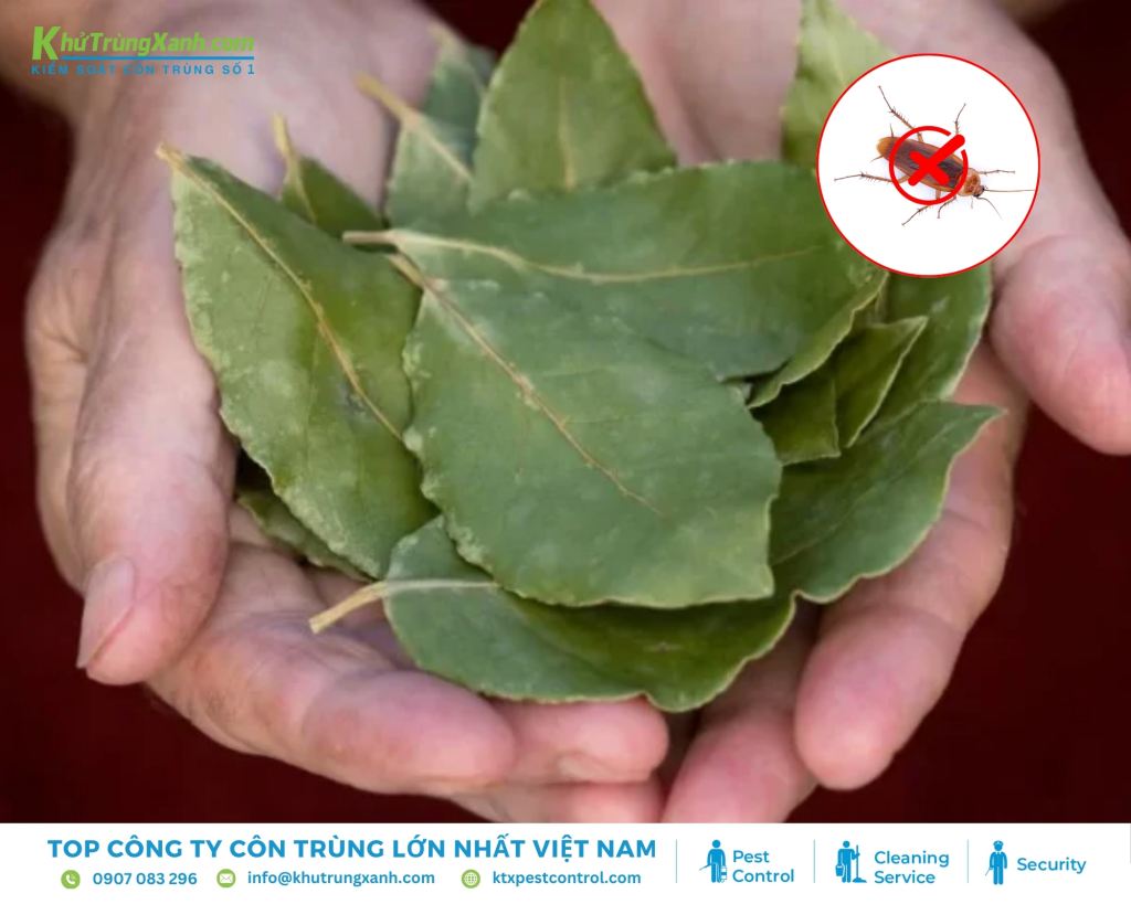 Nghiền nát lá nguyệt quế thành bột mịn rồi rắc vào các khe kẽ, góc tường