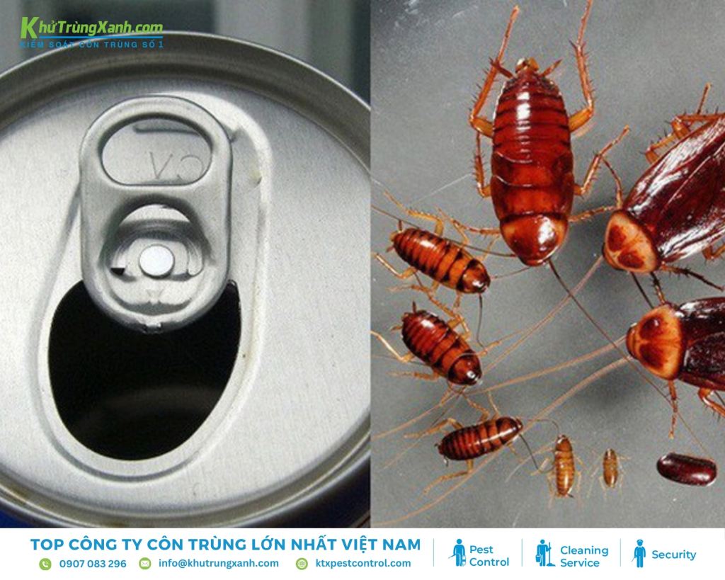 Đặt lon bia ở những nơi gián thường xuất hiện như góc tường, gầm tủ, hoặc những nơi ẩm thấp