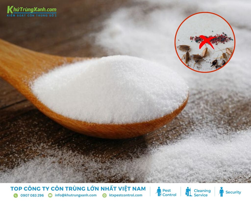 Mùi ngọt của nước đường thu hút gián