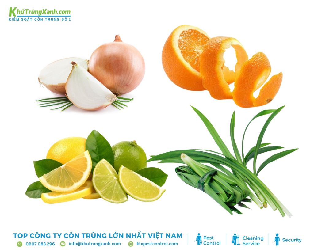 Đuổi gián bằng hành tây, vỏ cam, chanh và lá dứa không gây hại cho sức khỏe con người và vật nuôi