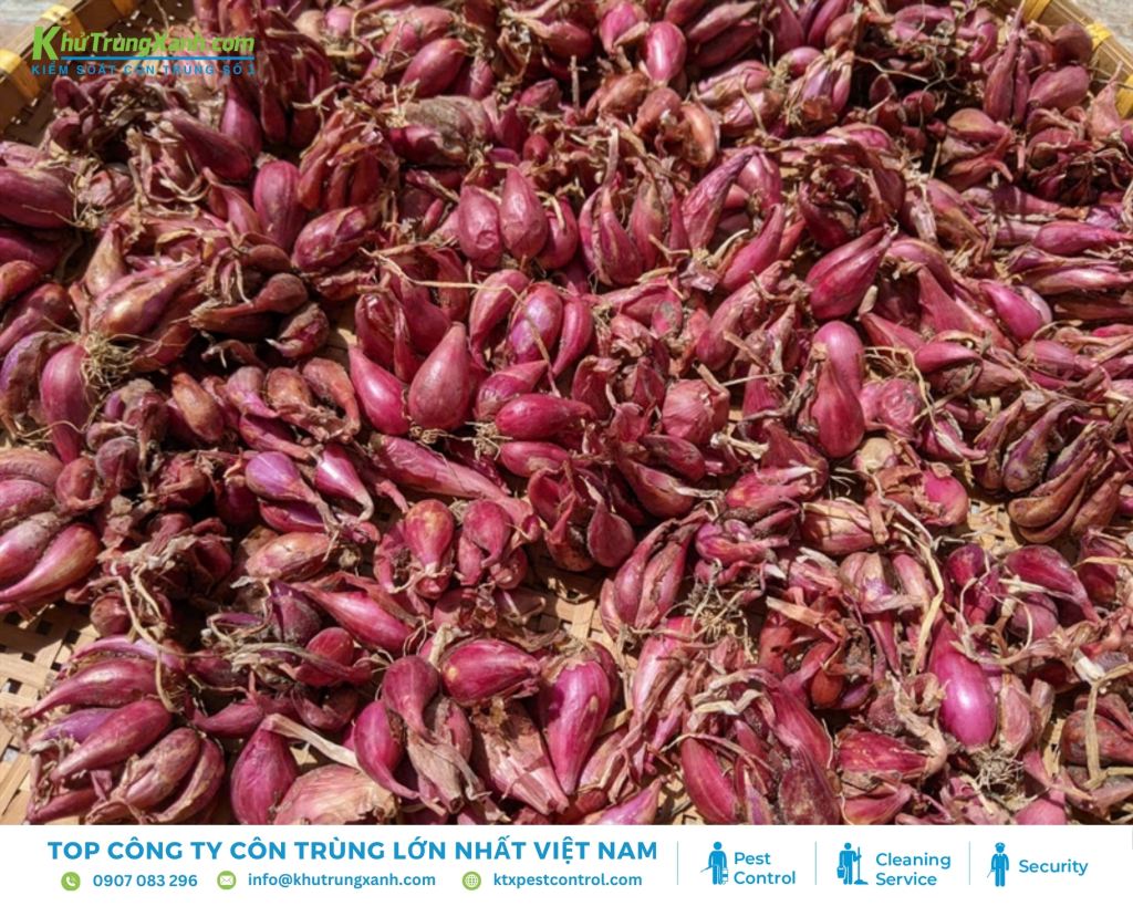 Nên đặt nhiều bẫy hành khô kết hợp với băng dính ở các vị trí khác nhau để tăng hiệu quả