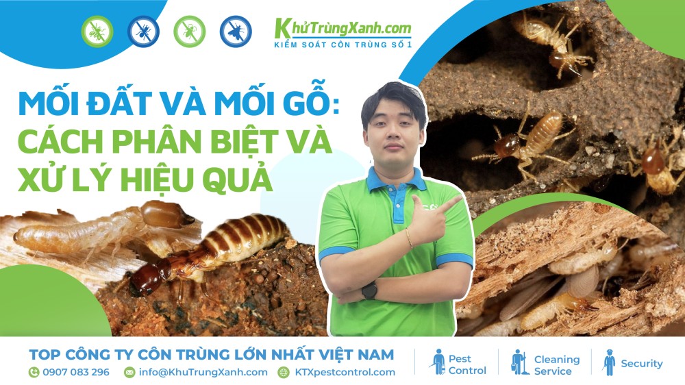 Mối đất và mối gỗ: Cách phân biệt và xử lý hiệu quả