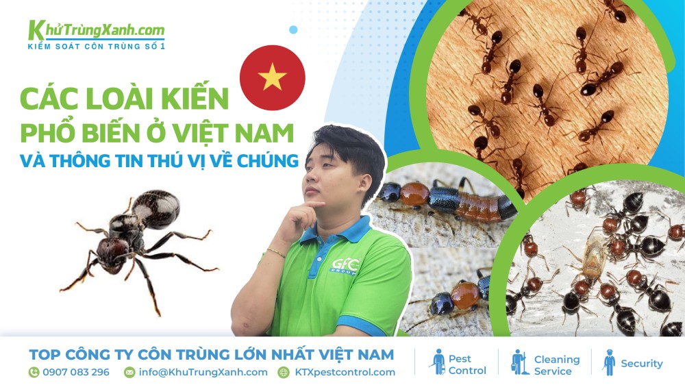 7 loài kiến phổ biến ở Việt Nam và thông tin thú vị về chúng