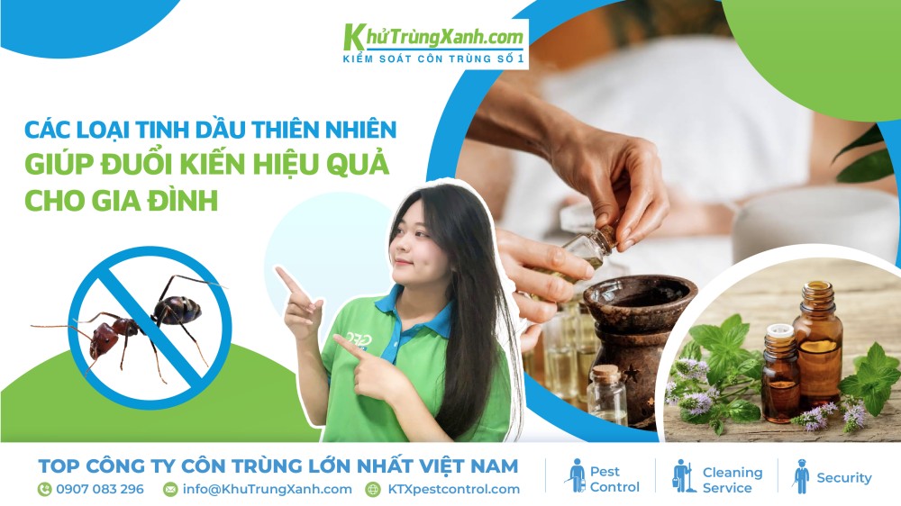 8 loại tinh dầu thiên nhiên giúp đuổi kiến hiệu quả cho gia đình