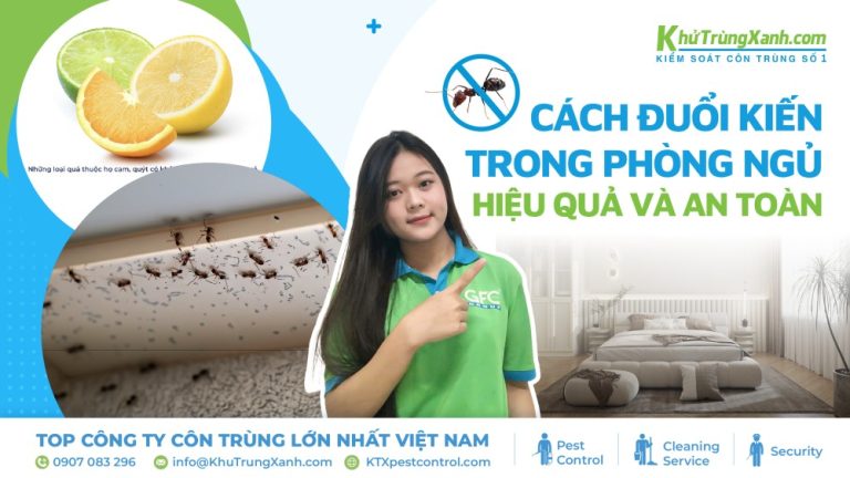 12 cách đuổi kiến trong phòng ngủ hiệu quả và an toàn