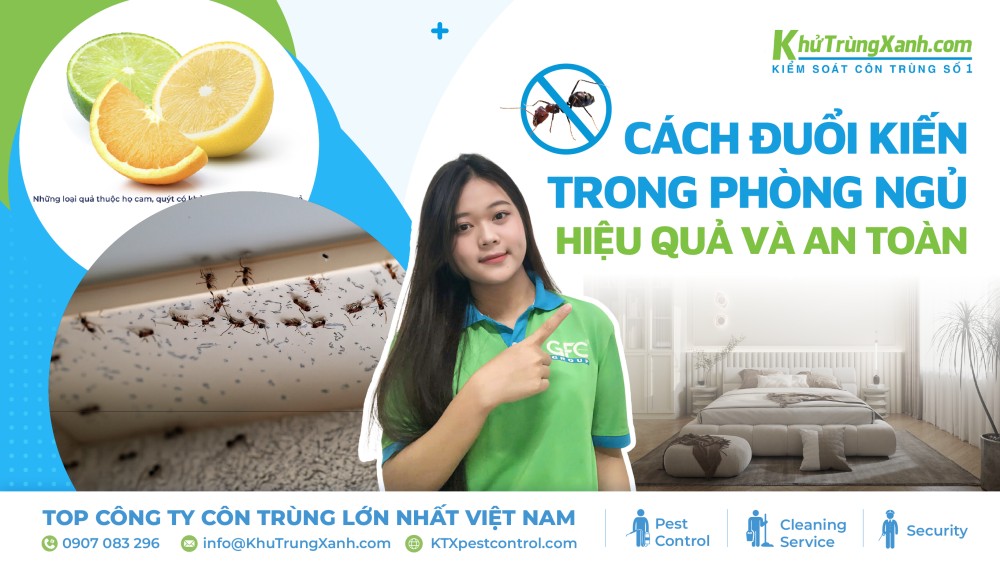 12 cách đuổi kiến trong phòng ngủ hiệu quả và an toàn