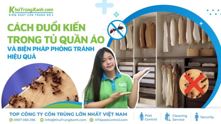 Cách đuổi kiến trong tủ quần áo và biện pháp phòng tránh hiệu quả