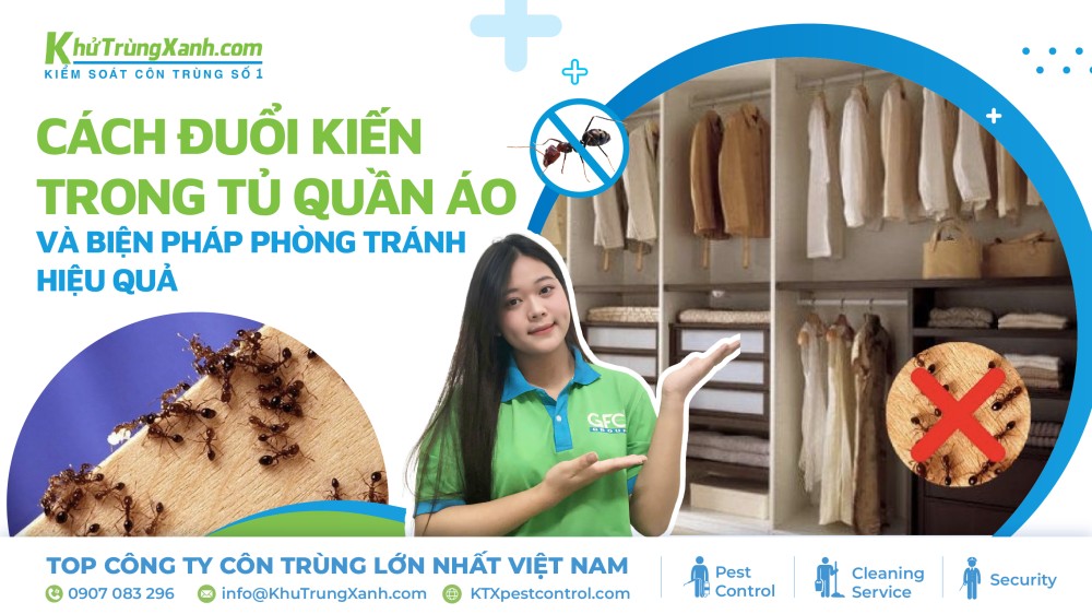 Cách đuổi kiến trong tủ quần áo và biện pháp phòng tránh hiệu quả