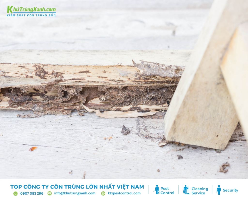 Mối xâm nhập vào nhà bạn bằng nhiều con đường khác nhau