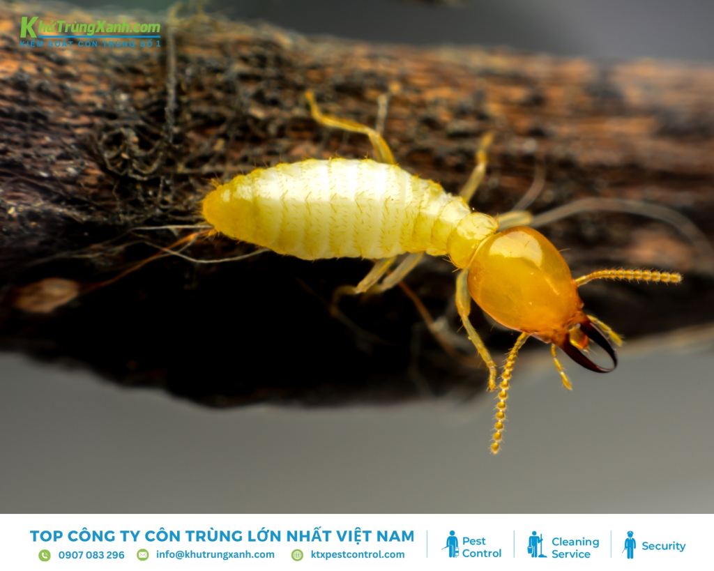 Cấu trúc hình thái bên trong của loài mối