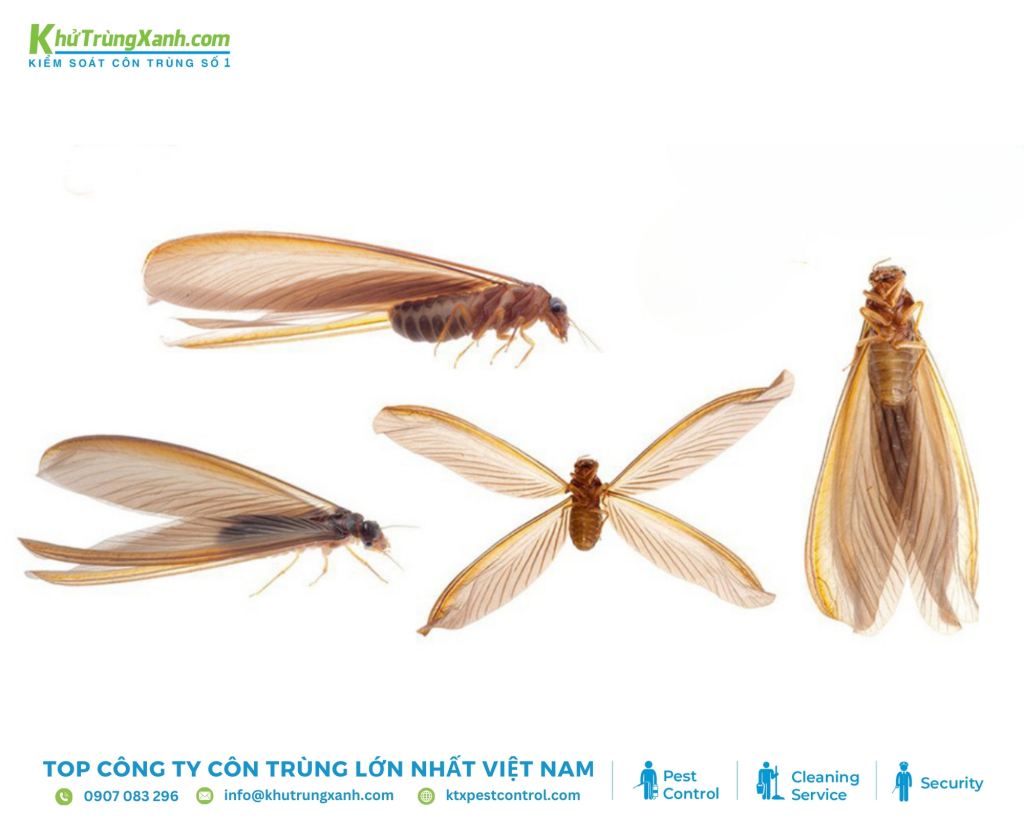 Mối cánh có thể tiến hóa thành mối chúa để tạo ra đàn mối mới khi điều kiện thích hợp