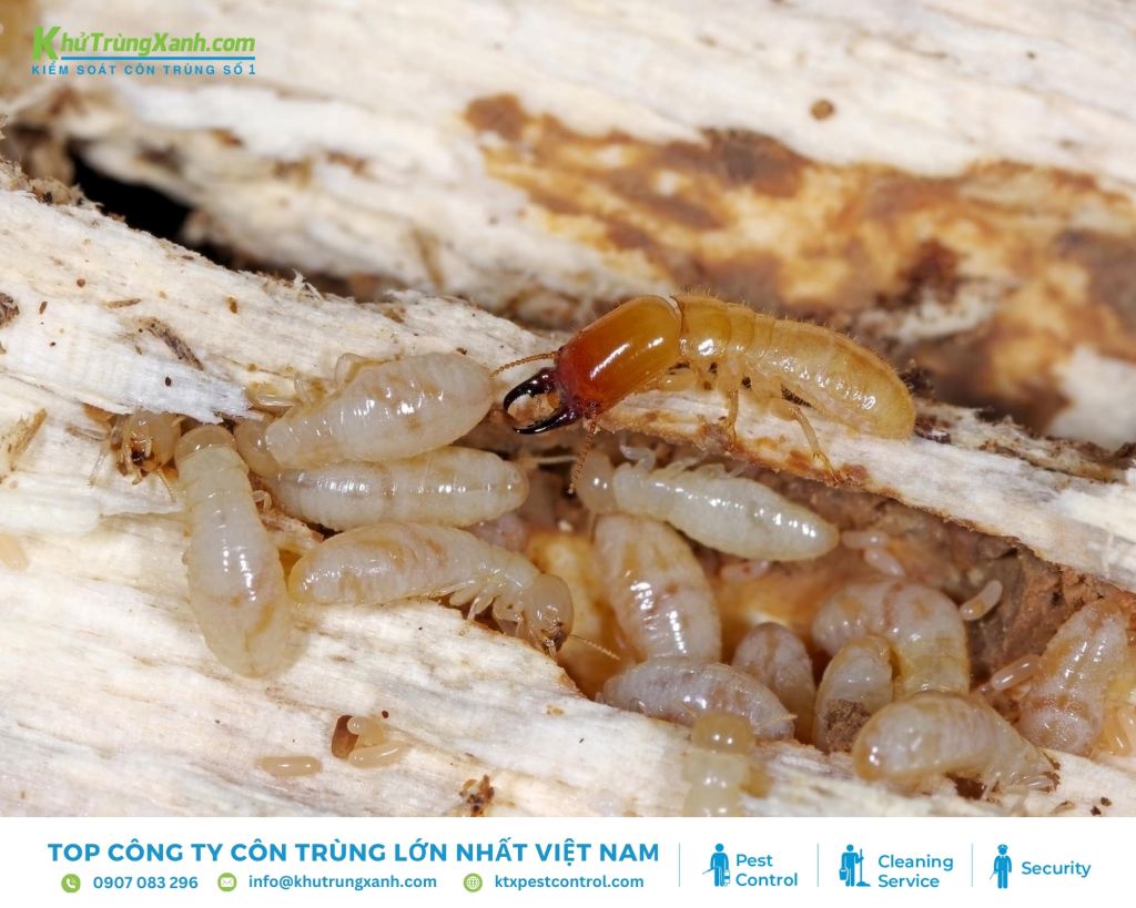 Mỗi gỗ khô phần đầu nâu đậm đến đen, trán nhô cao, hàm ngắn đen