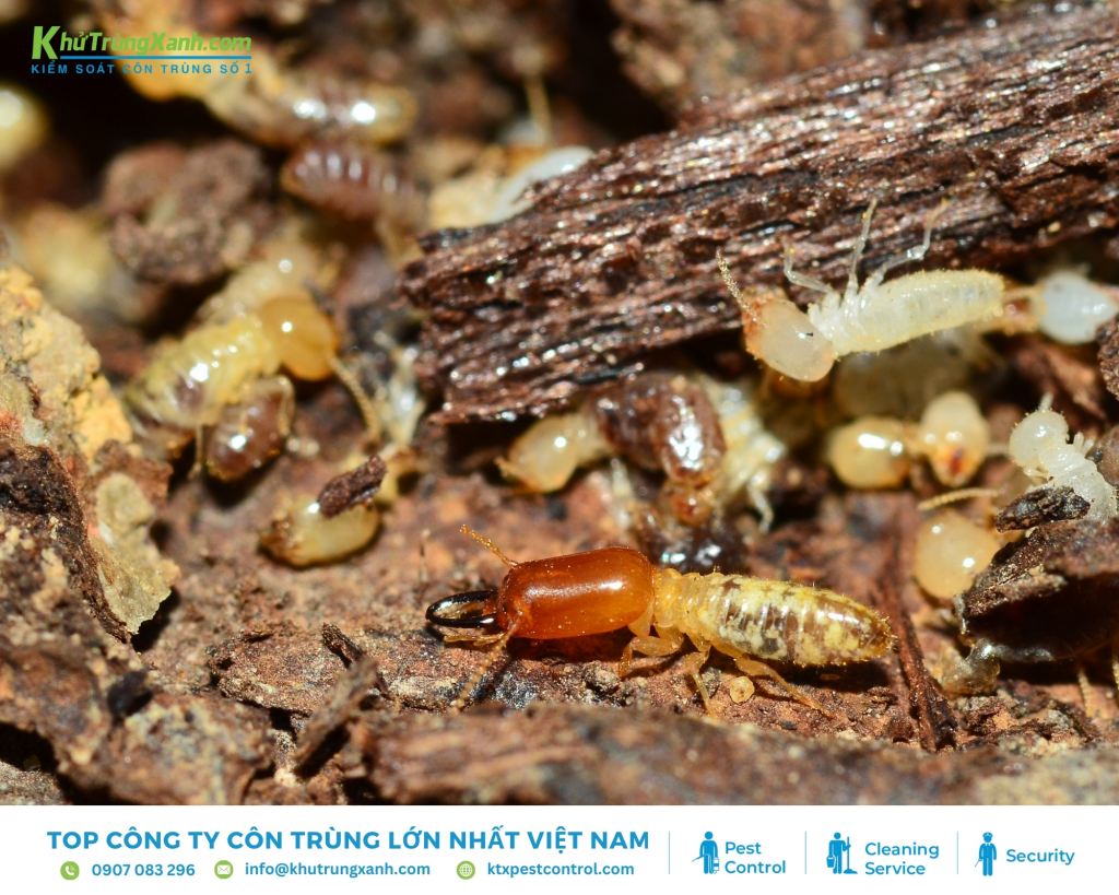 Mối thợ chiếm 70-80% tổng số mối trong đàn