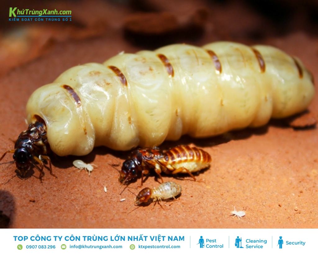 Mối chúa hay còn gọi là mối hậu có đầu nhỏ, bụng to, bộ phận sinh dục phát triển