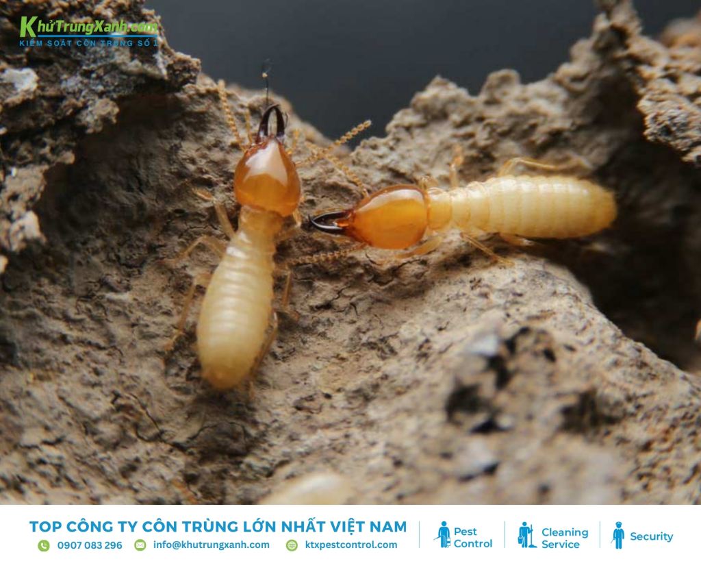Mối đất có thể sống ở nhiều môi trường khác nhau