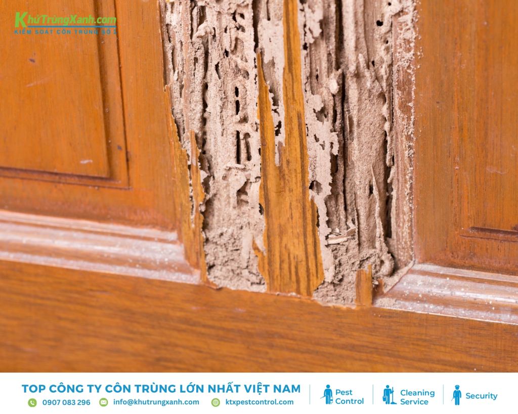 Dấu hiệu cho thấy nhà bạn bị mối xâm nhập