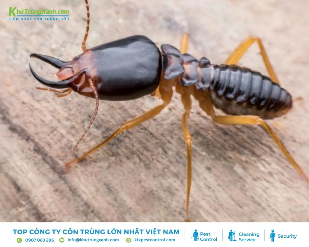 Mối lính canh gác, bảo vệ tổ và tấn công các kẻ thù