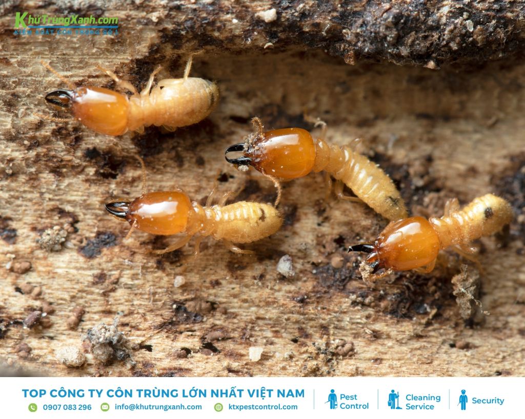 Đặc điểm hình thái bên ngoài của loài mối