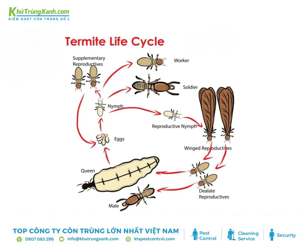 Vòng đời, giai đoạn phát triển và tuổi thọ của loài mối