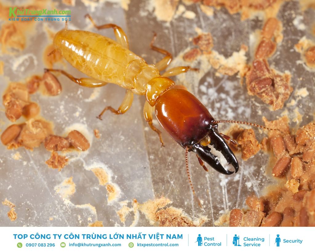 Mối gỗ ẩm là loài gây hại nhiều nhất trong các loài mối tại Việt Nam