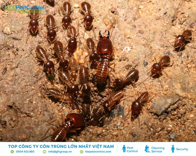 phân biệt mối đất và mối gỗ nhanh