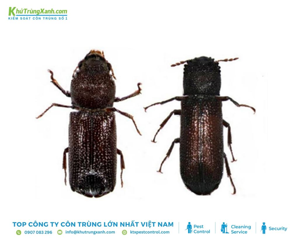 Mọt trưởng thành có hình oval, màu nâu đỏ, kích thước khoảng 2-3mm