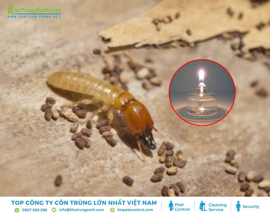 Bôi dầu hỏa lên bề mặt gỗ giúp diệt mối và mọt hiệu quả, ngăn ngừa chúng xâm nhập
