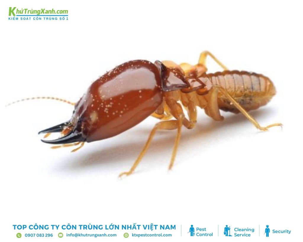 Mối là loài côn trùng xã hội sống thành đàn, gây hại cho gỗ và các vật liệu có nguồn gốc từ gỗ