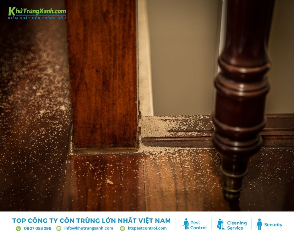 Ổ mối xuất hiện trong nhà là điềm báo về mặt tài chính