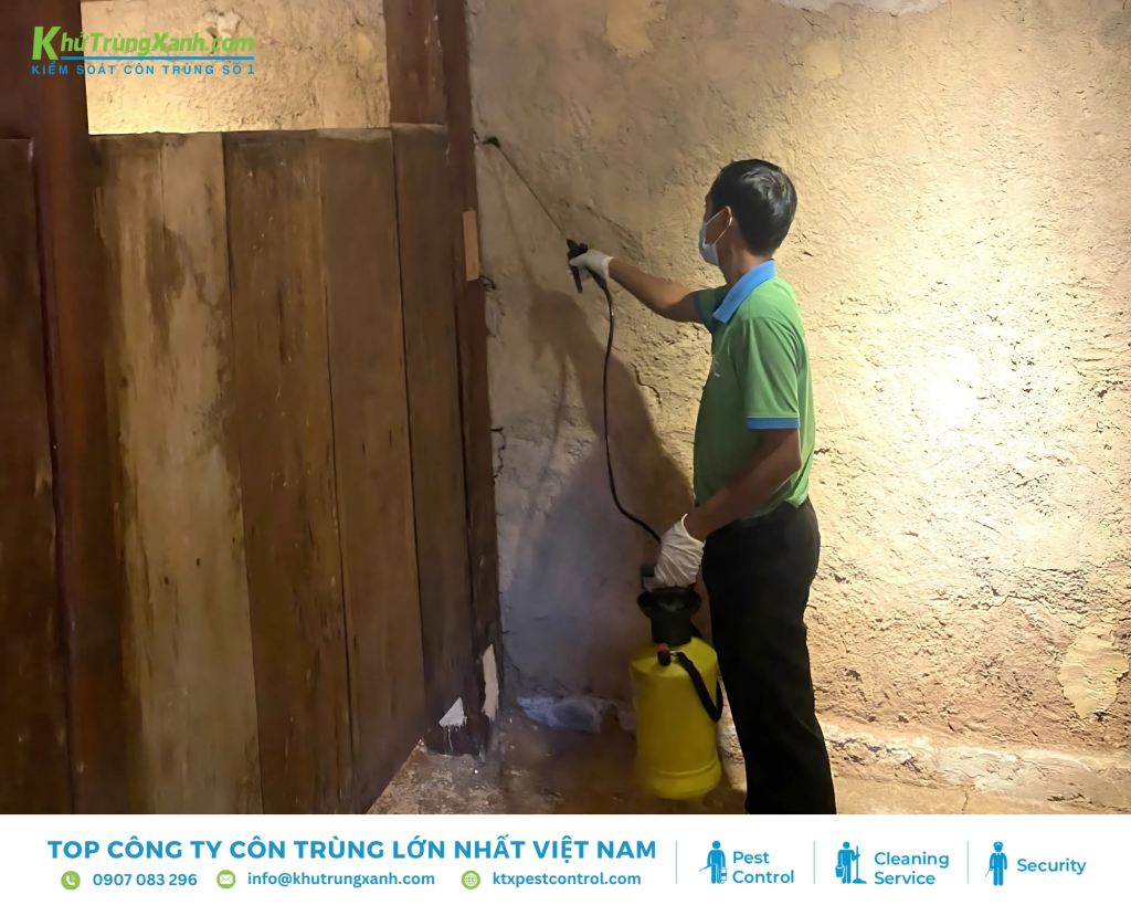 Cách xử lý ổ mối trong nhà an toàn và triệt để