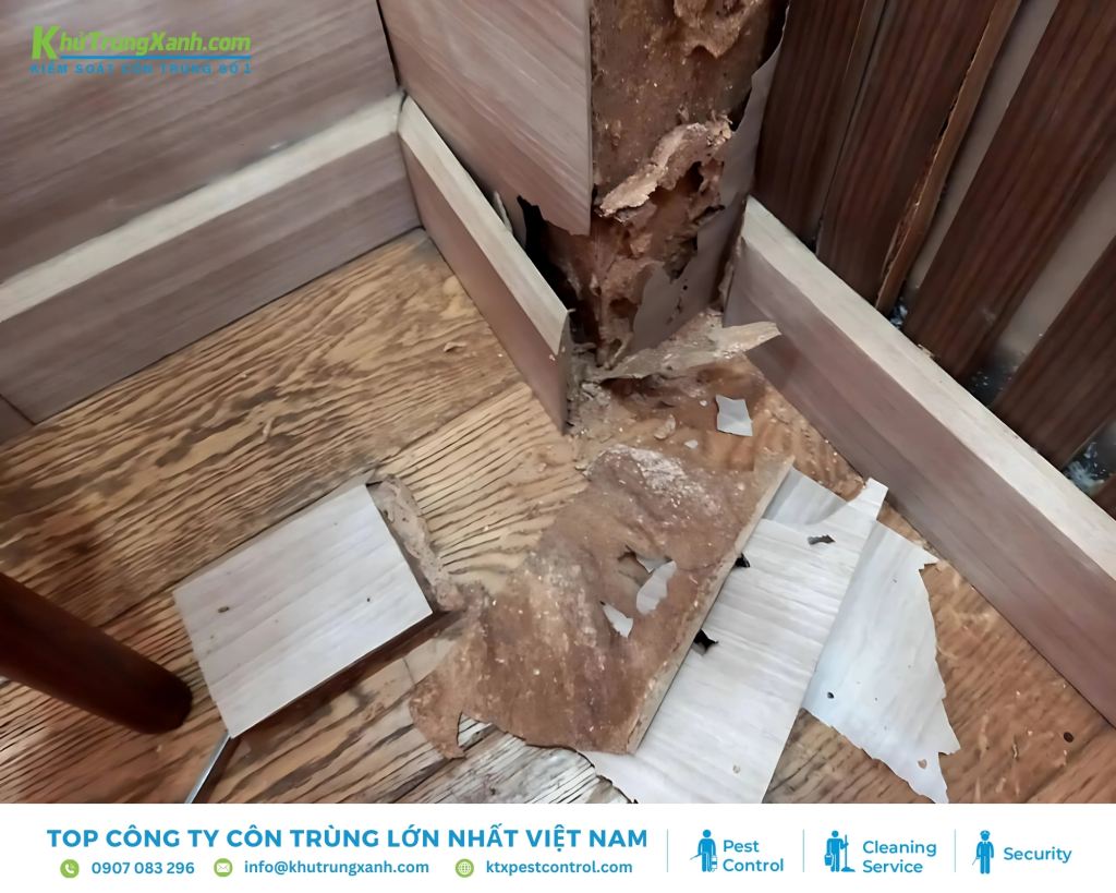 Móng nhà, cầu thang, tủ bằng gỗ,... là môi trường lý tưởng để mối xuất hiện và sinh trưởng