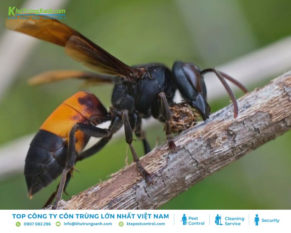 Ong vò vẽ có hình dáng khá đặc trưng với phần bụng và ngực được kết nối với nhau bởi một vòng eo nhỏ
