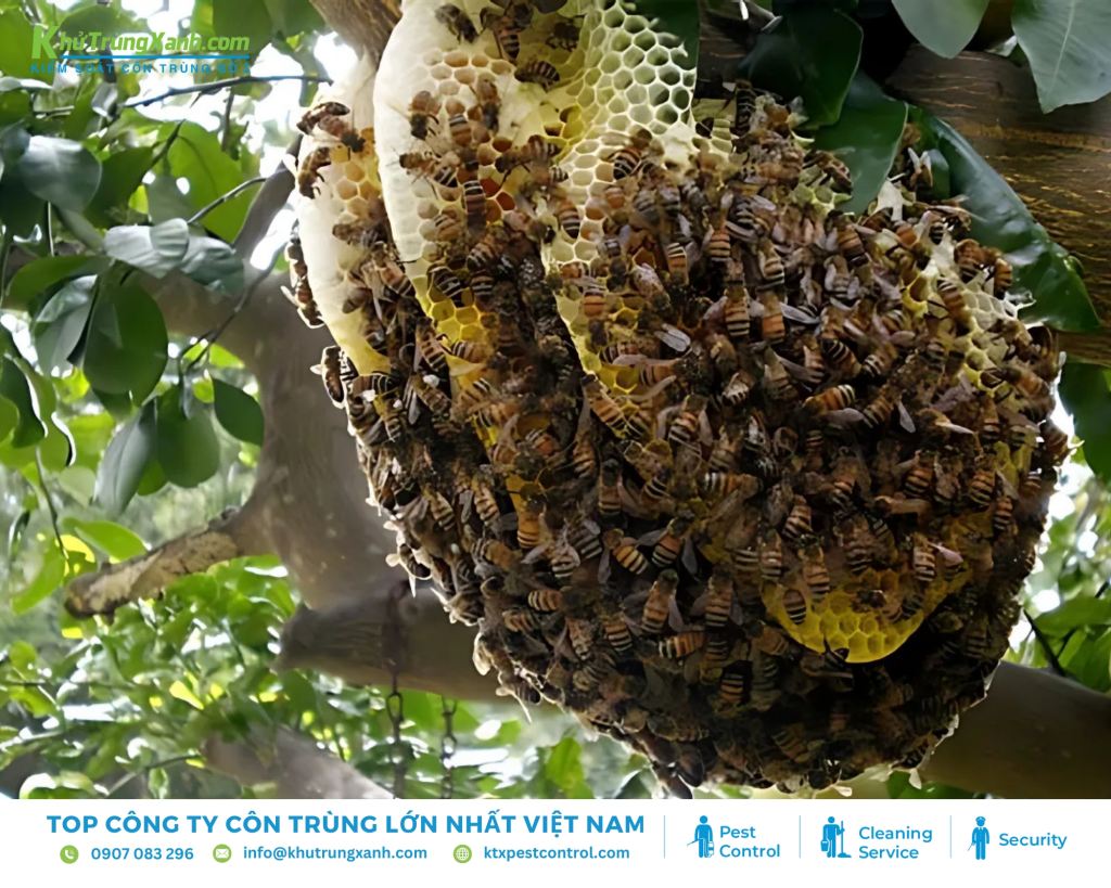 Trong tổ ong, ong chúa mới là "người đứng đầu" và có vai trò vô cùng quan trọng