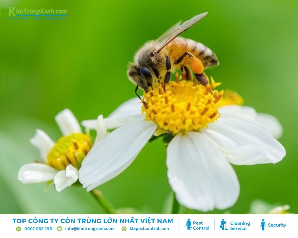 Cơ thể của ong cỏ phủ đầy lông giúp chúng thu thập phấn hoa hiệu quả hơn
