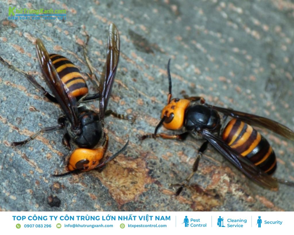 Ong bắp cày chủ yếu sinh sống ở các khu vực rừng nhiệt đới và ôn đới ở Đông Á