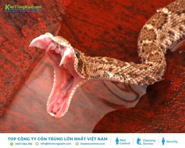 Con Ran Doc Phân biệt rắn độc và không độc như nào? Cách sơ cứu nhanh
