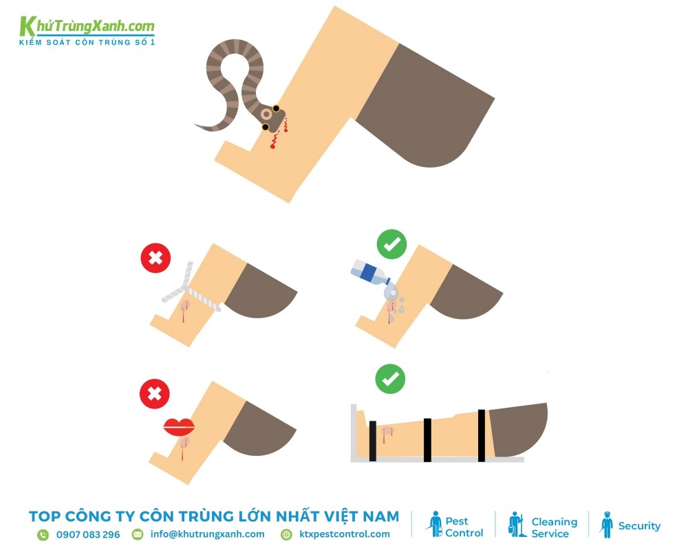 Các cách nên và không nên xử lý kịp thời khi bạn bị rắn cắn