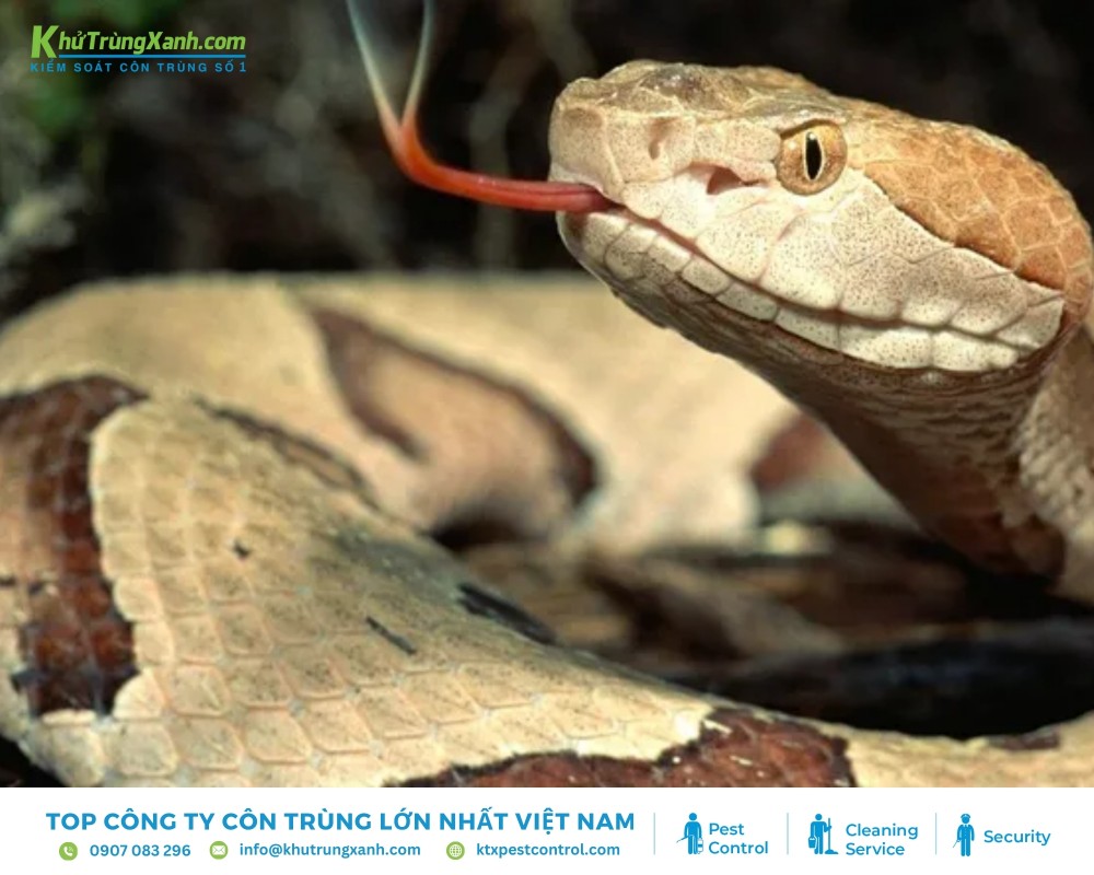 Hình dáng con người của loài rắn là cách để phân biệt rắn độc và rắn không có độc