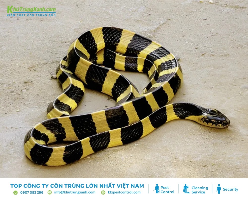 Rắn độc thường có nhiều hoa văn màu sắc nổi bật, tươi sáng