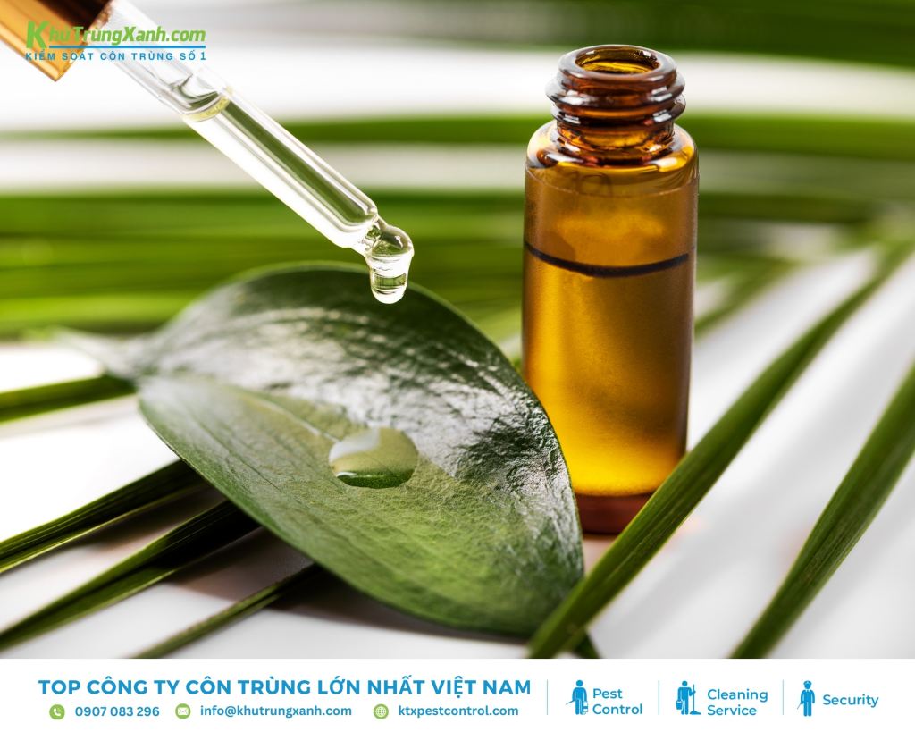 Tinh dầu tràm trà được sử dụng rộng rãi có xuất xứ từ Australia