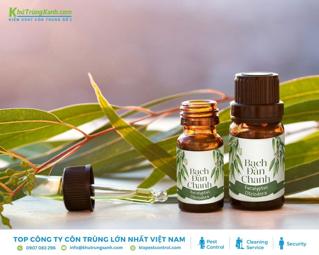 Tinh dầu bạch đàn chanh xua đuổi kiến nhanh chóng có nguồn gốc từ Úc