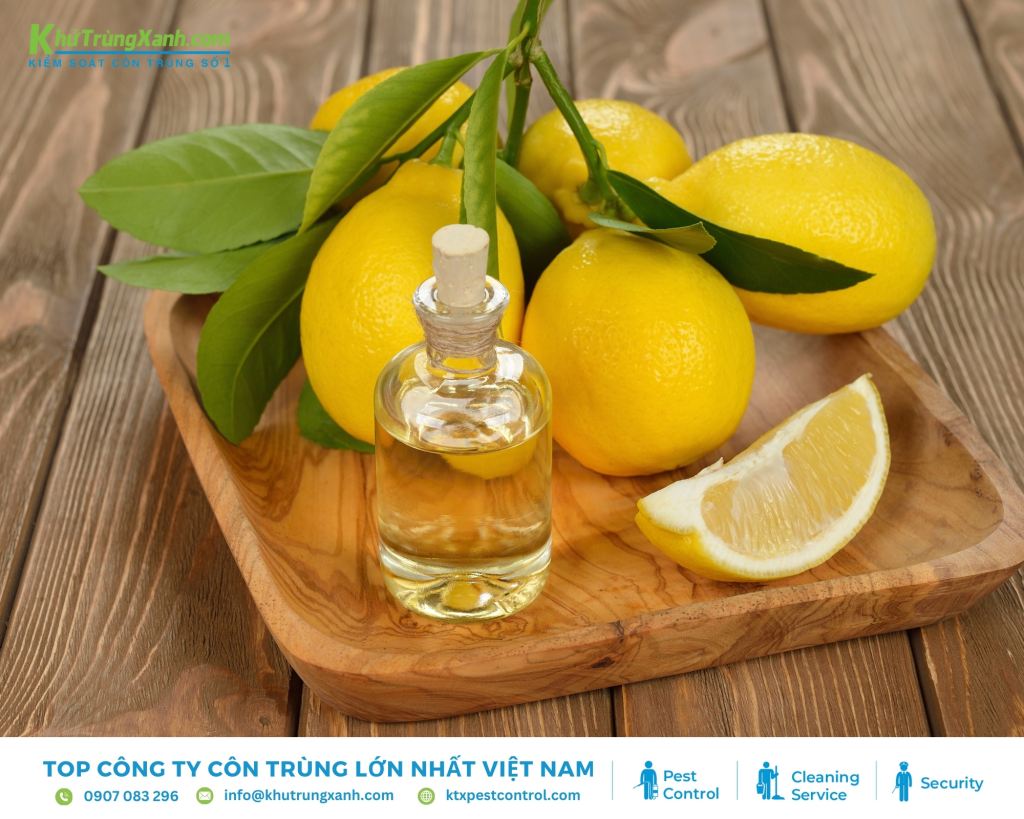 Tinh dầu chanh có tác dụng loại bỏ vết pheromone của côn trùng