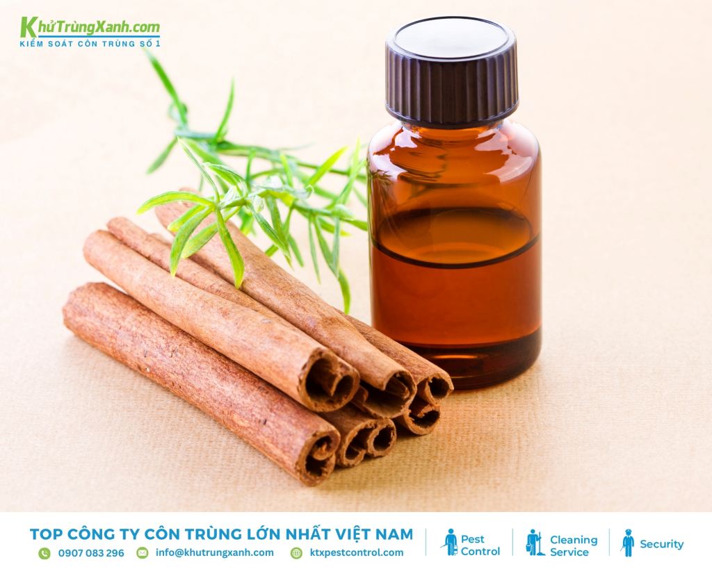 Sử dụng tinh dầu quế xua đuổi kiến dễ thực hiện, hiệu quả triệt để