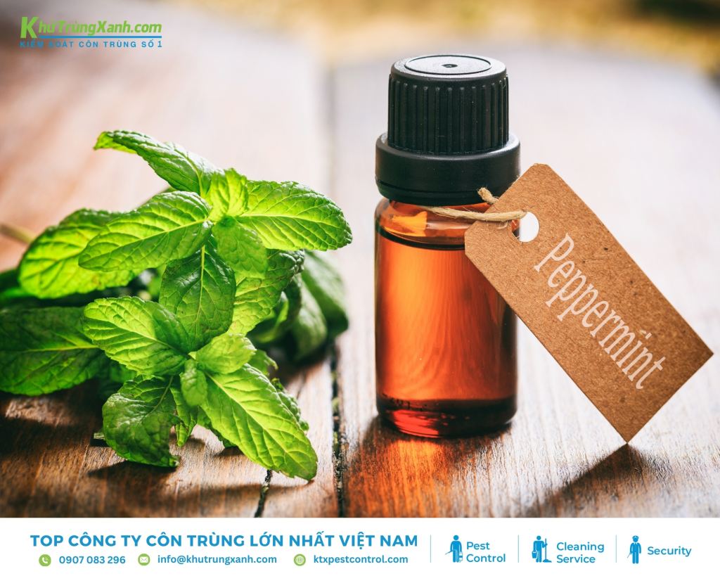 Tình dầu bạc hà với mùi hương cay nồng đặc trưng