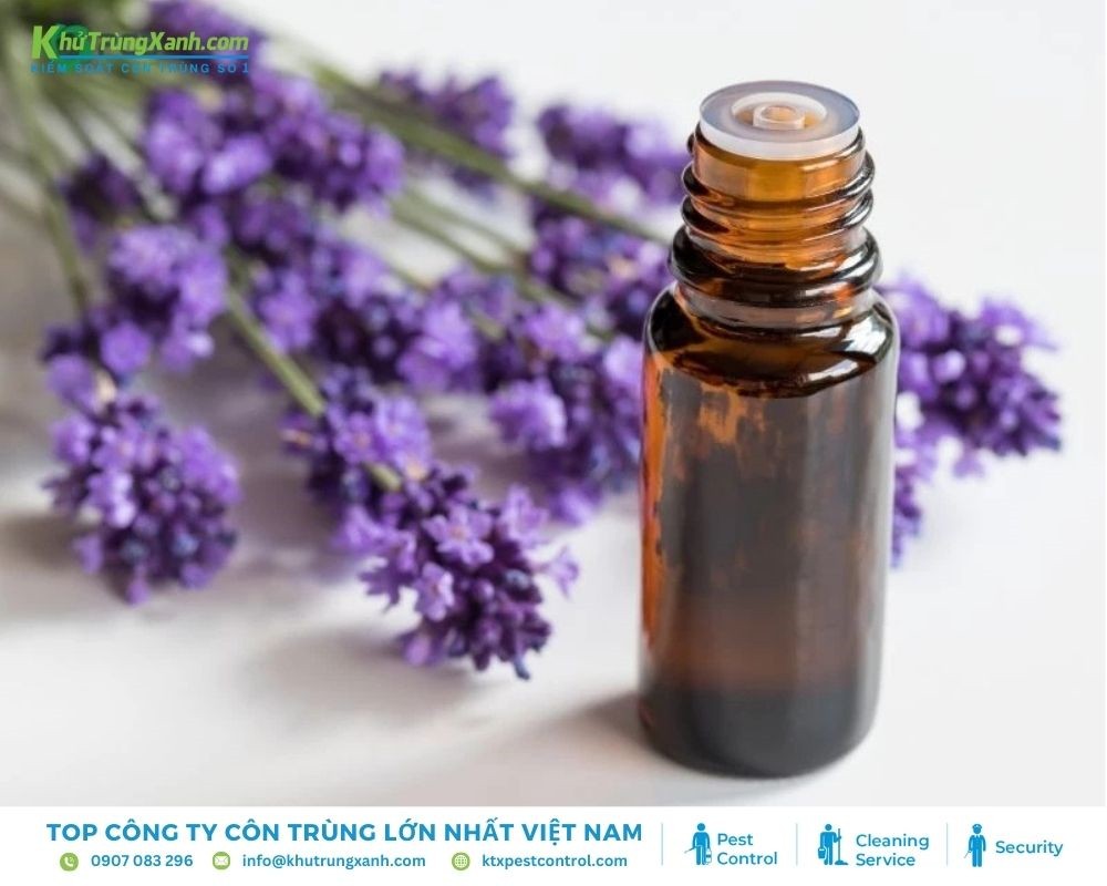 Sử dụng tinh dầu thơm để xua đuổi gián Đức