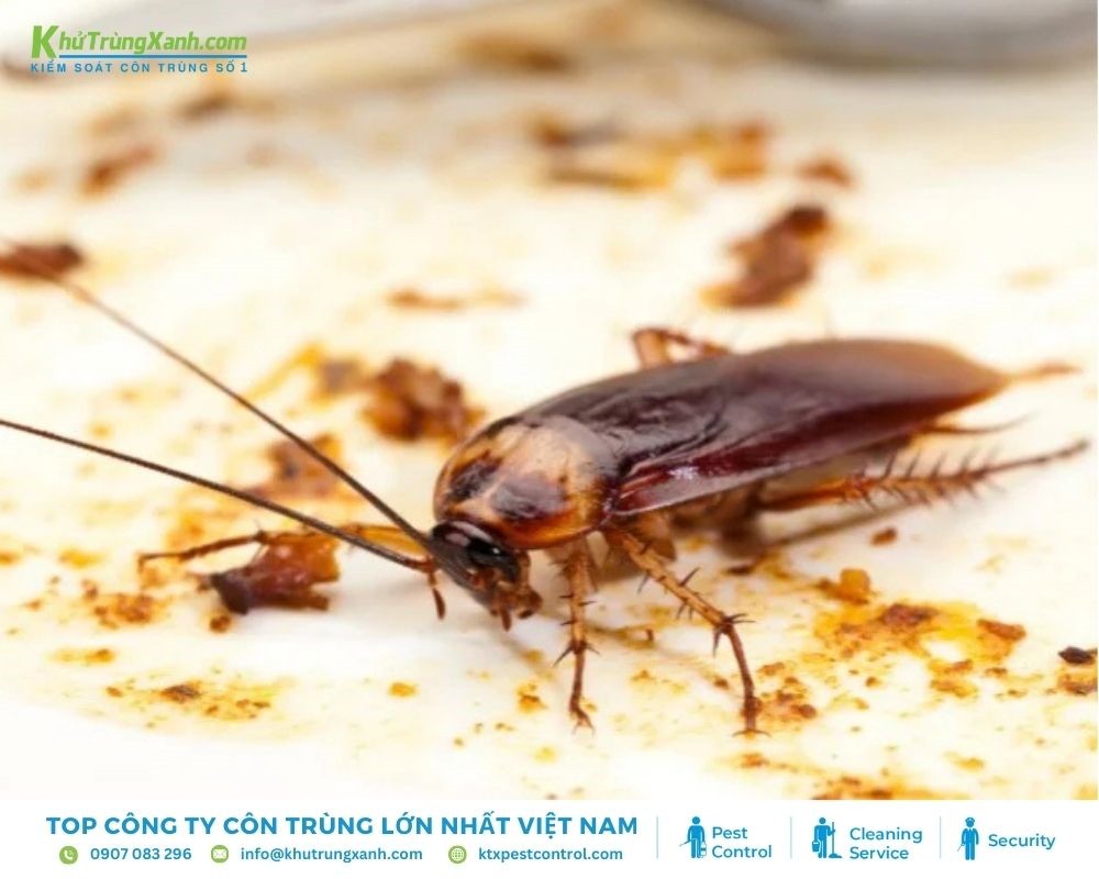 Dấu hiệu nhận biết sự xuất hiện của gián Đức trong nhà