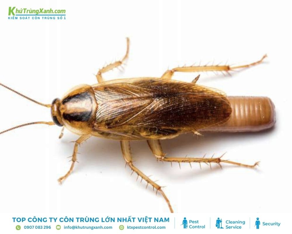 Gián Đức là loại côn trùng có hại gây hư hỏng thức ăn và đồ dùng