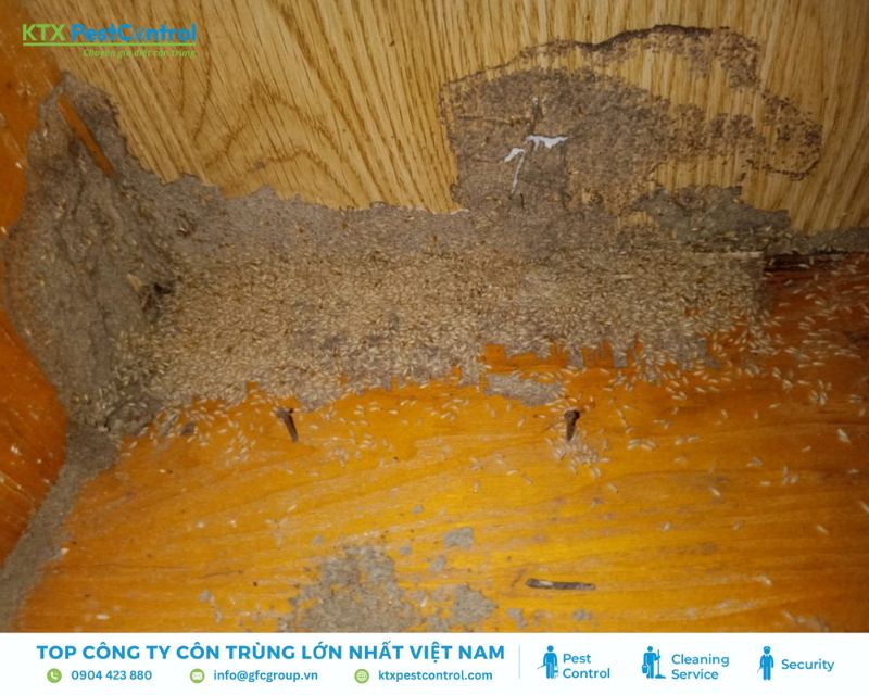 xử lý mối đục trong tường nhà tận gốc